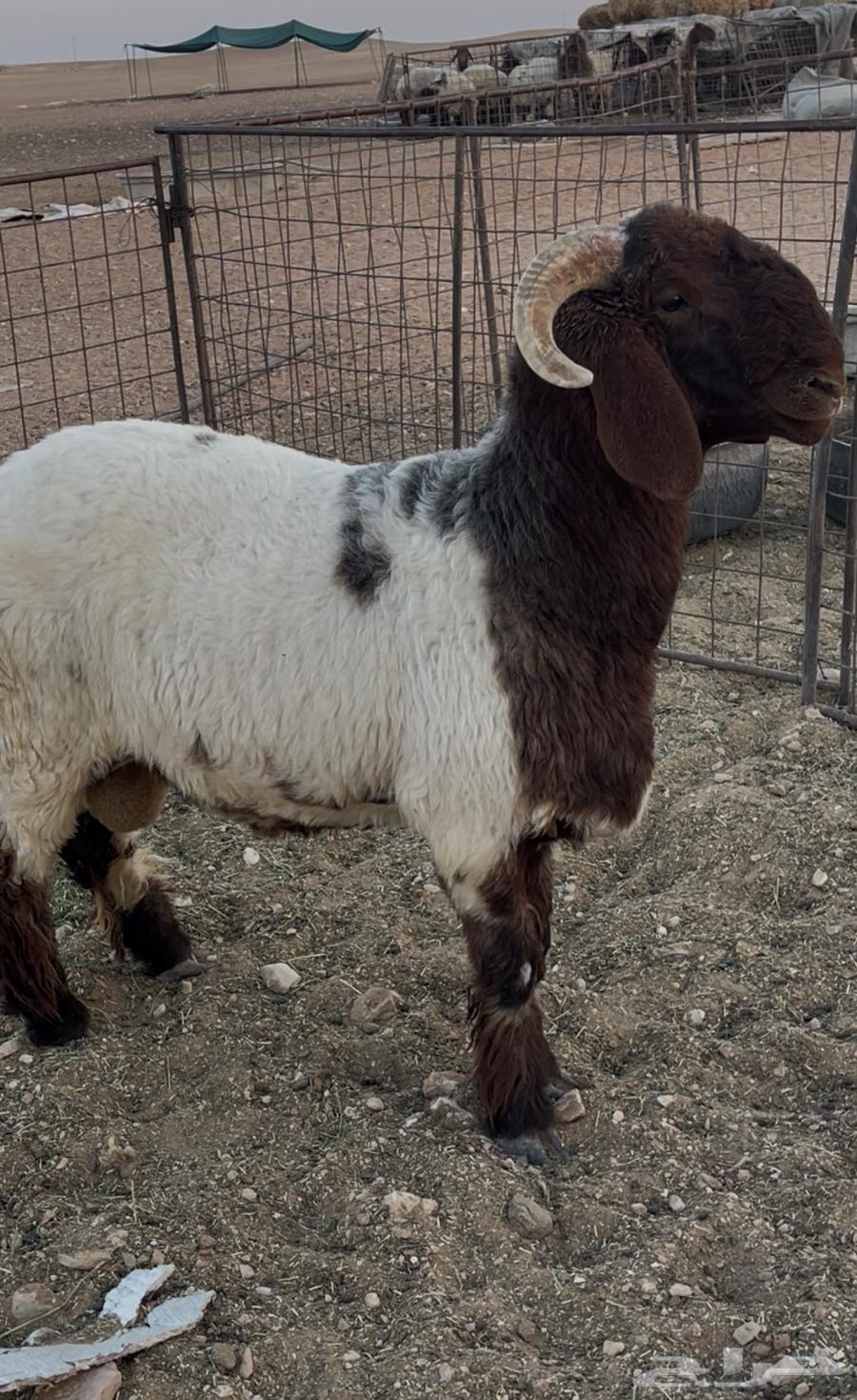 للبيع طلي جذع64513043657475112