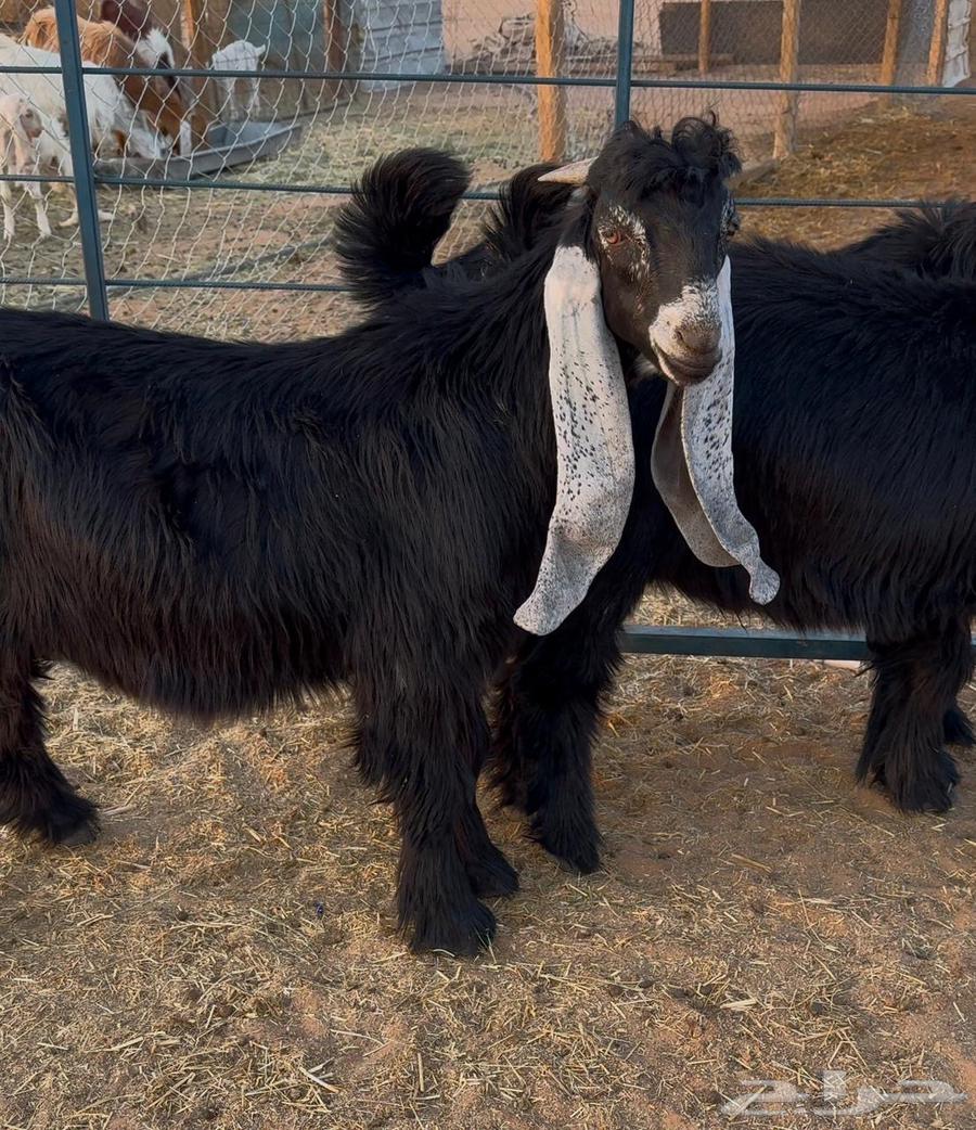 تيوس عوارض صنف64516086628611110