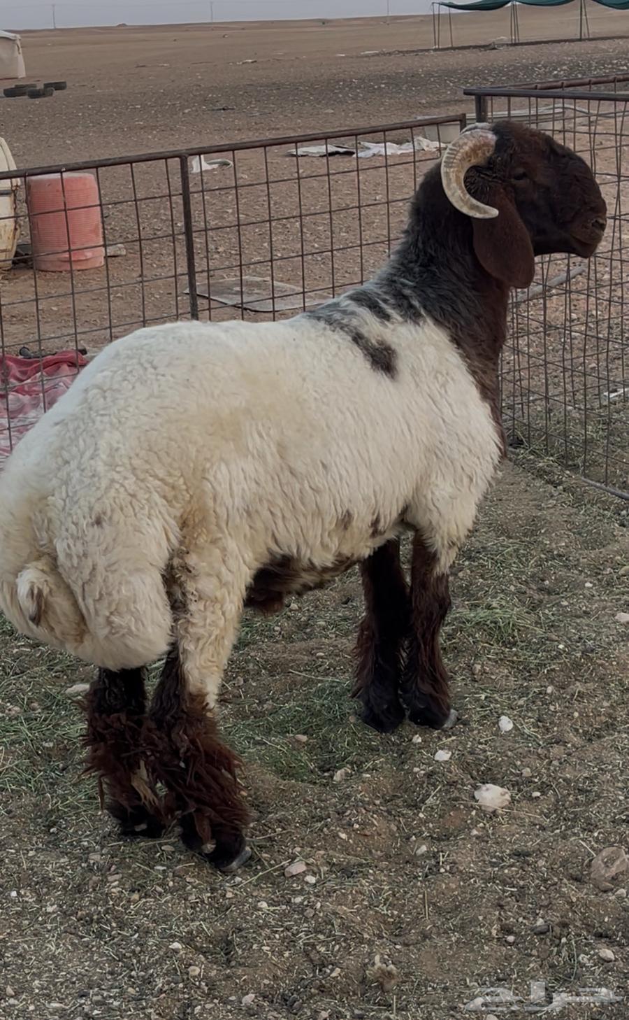 للبيع طلي جذع64513043657475111