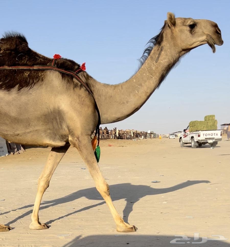 ضروبه زرقا مجاهيم نادره64512832264962110