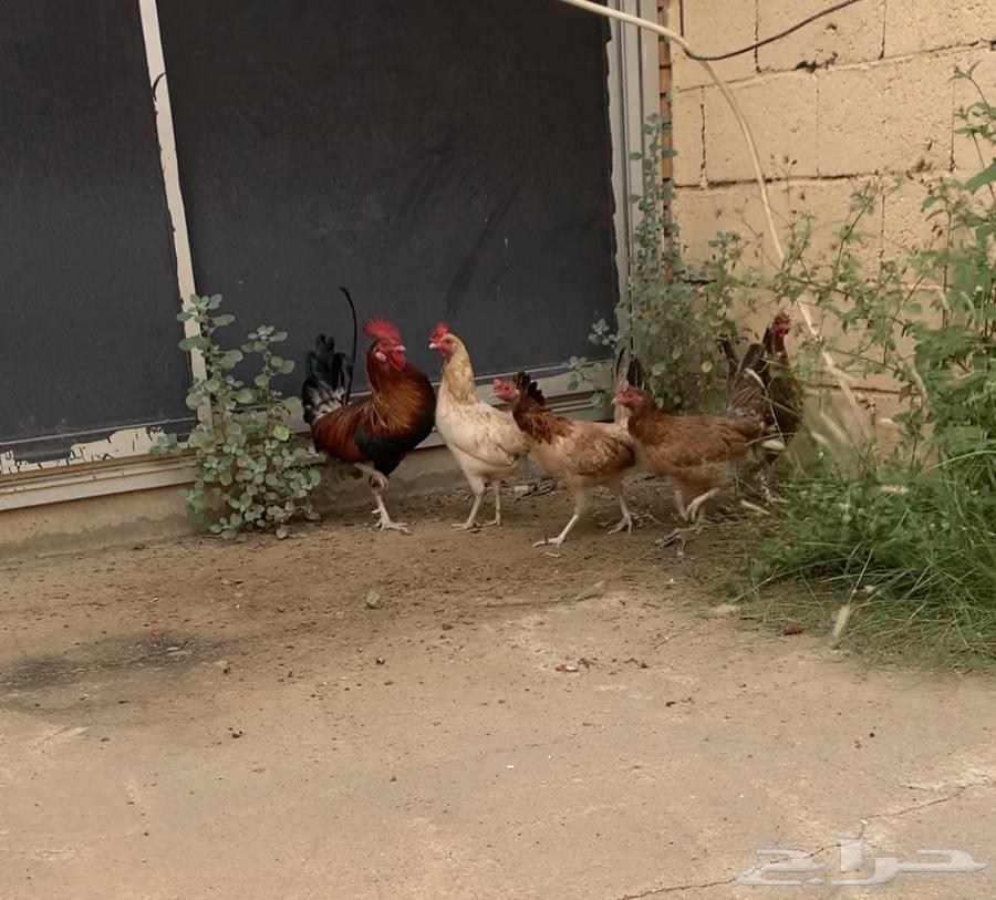 للبيع دجاج بلدي64512901431171112