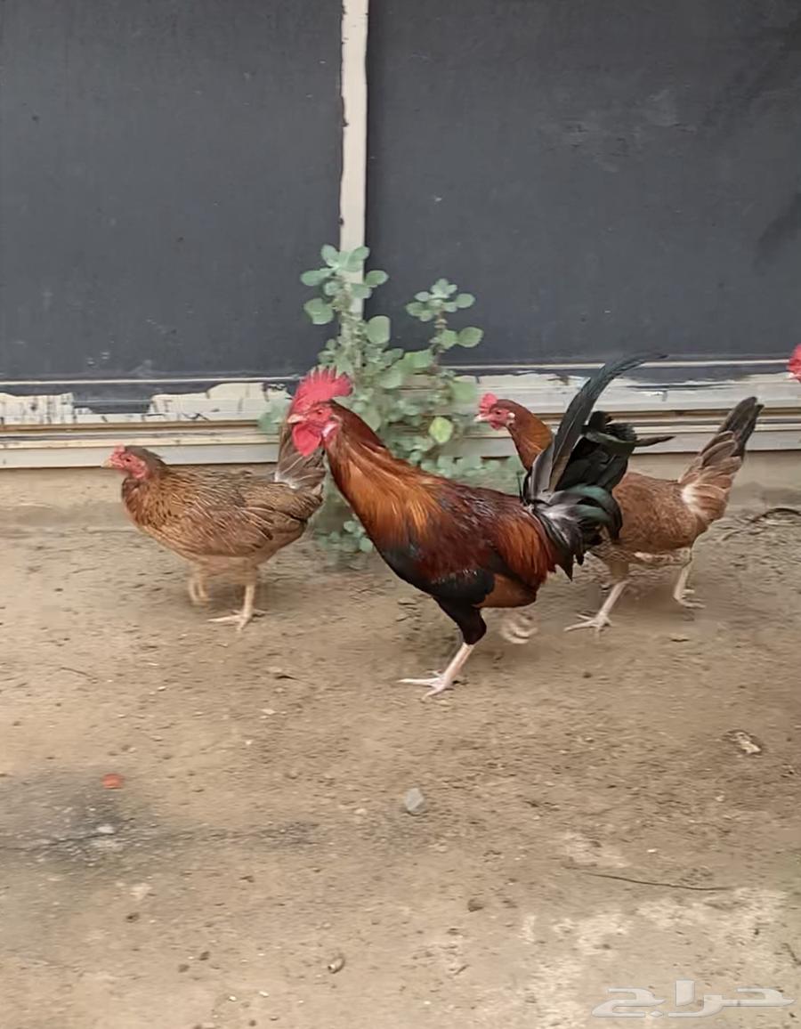 للبيع دجاج بلدي64512901431171113