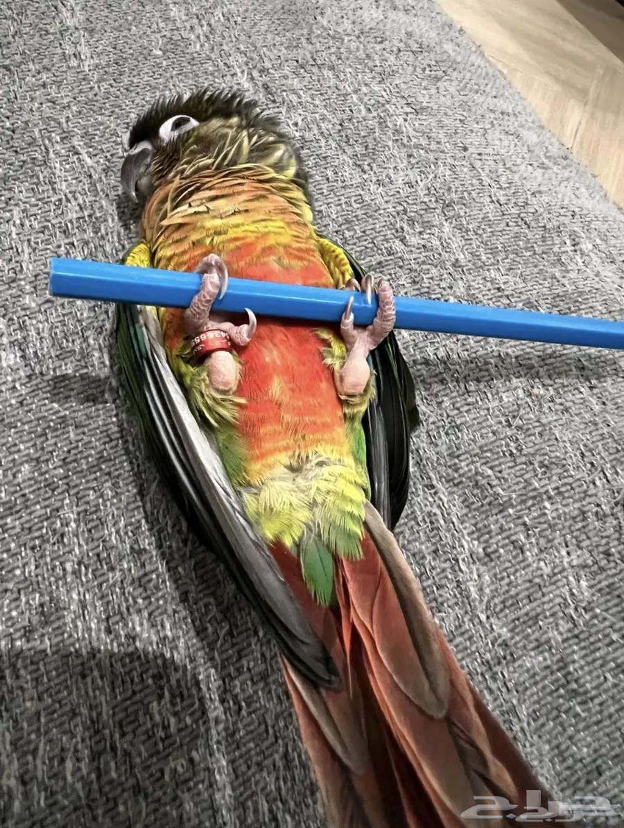 ببغاء64517775484162112