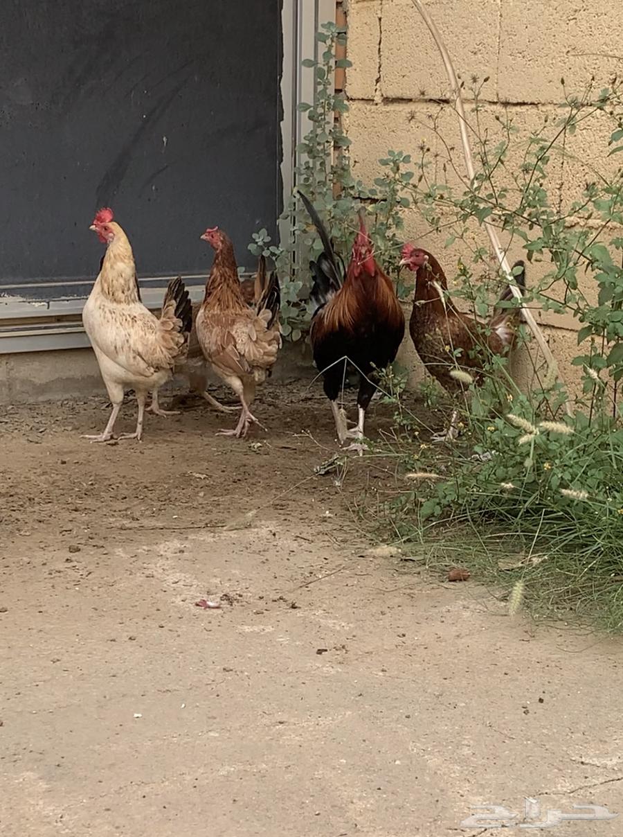 للبيع دجاج بلدي64512901431171110