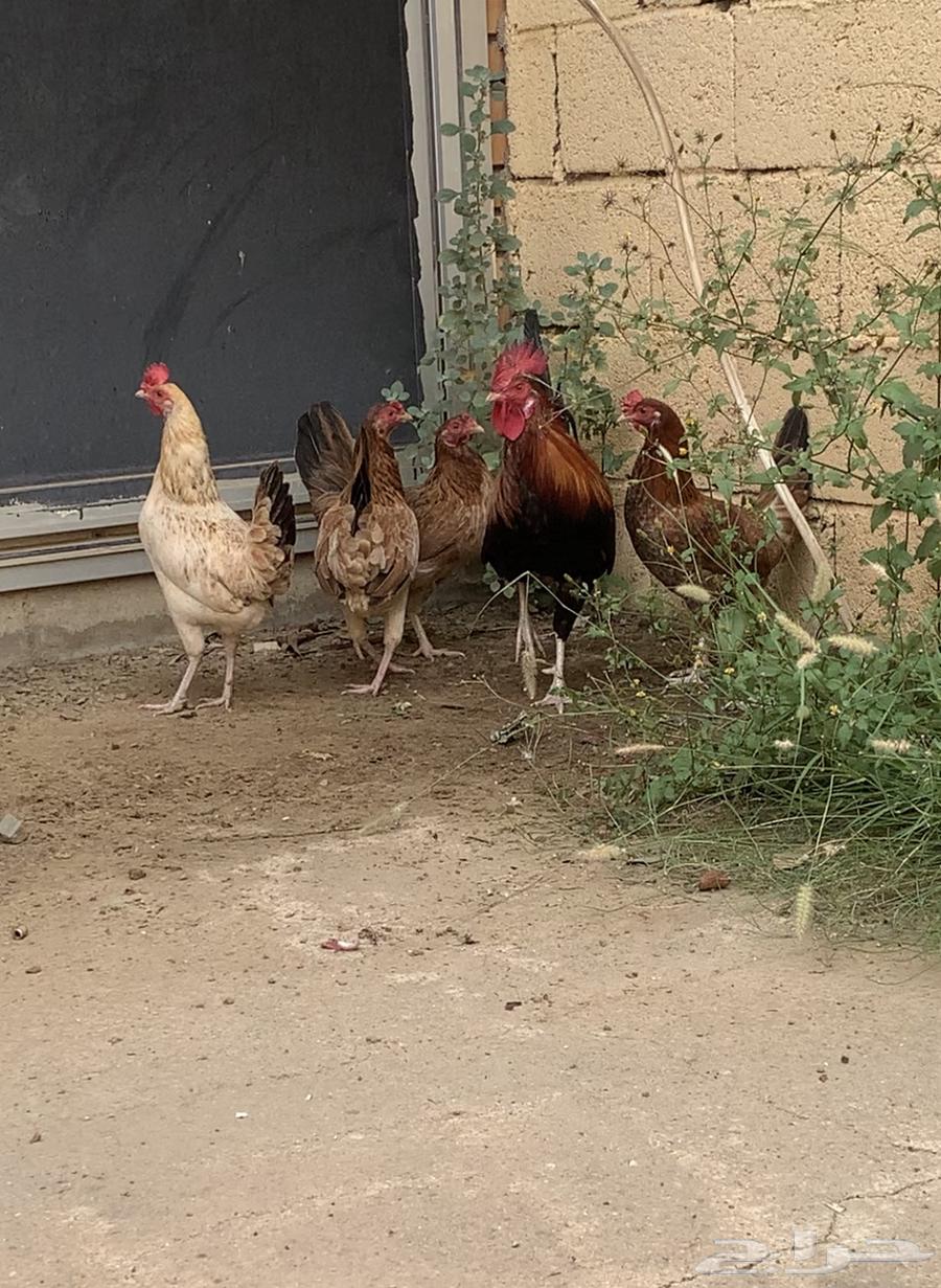 للبيع دجاج بلدي64512901431171111