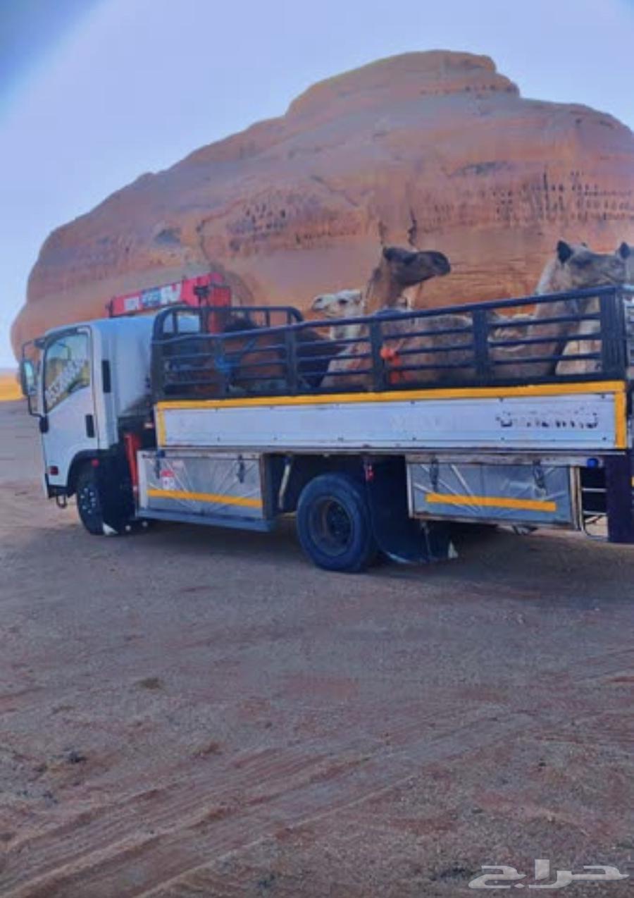 Dina crane camel trips inside and outside Tabuk64149432737667110