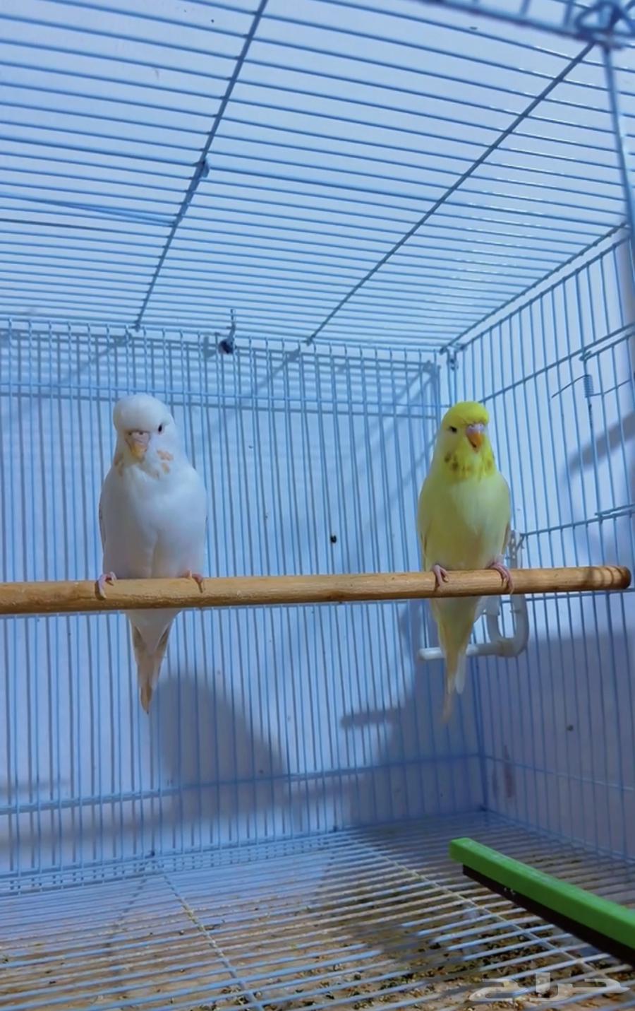 زوج بادجي هولندي منتج64518395000707110