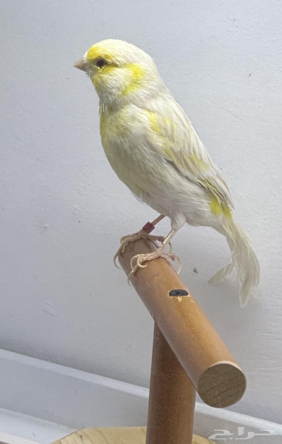 جوز كناري منتج64517006503681112