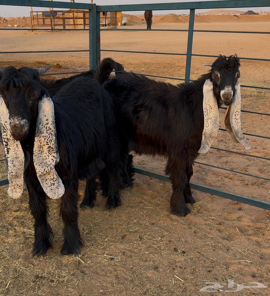 تيوس عوارض صنف64516086628611113