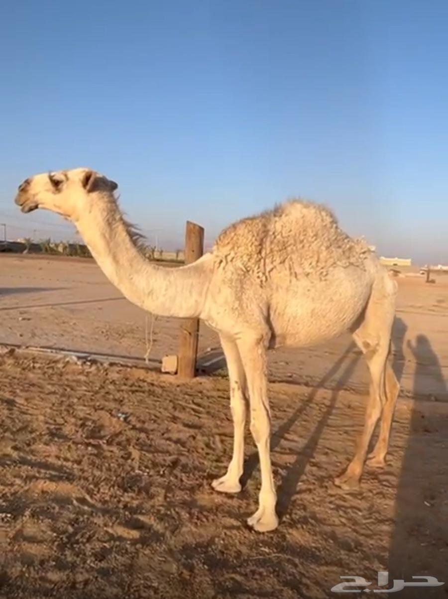 Bakra64511423642626110