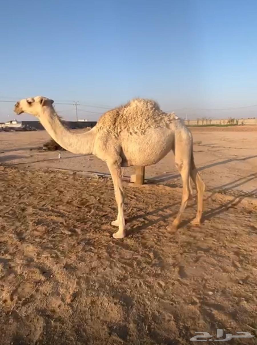 Bakra64511423642626111