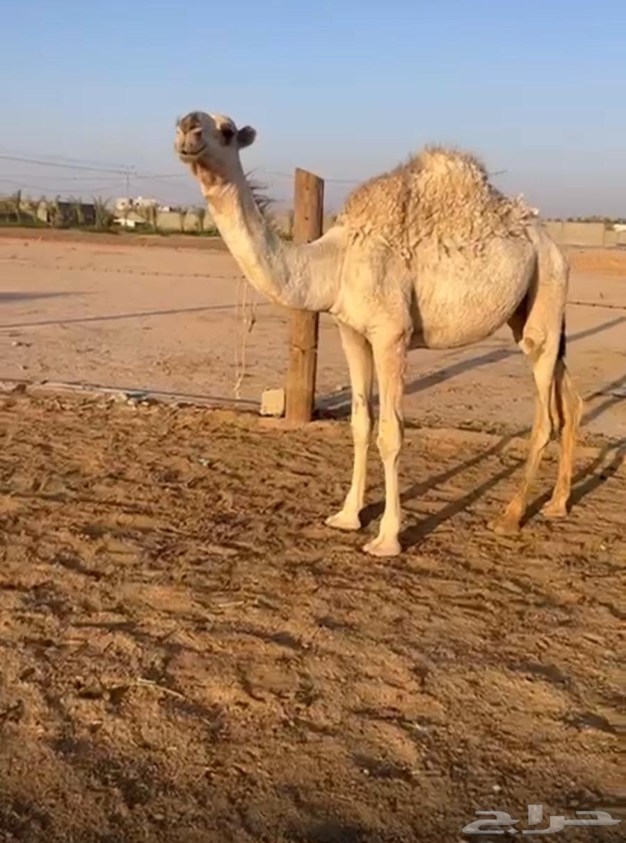 Bakra64511423642626112