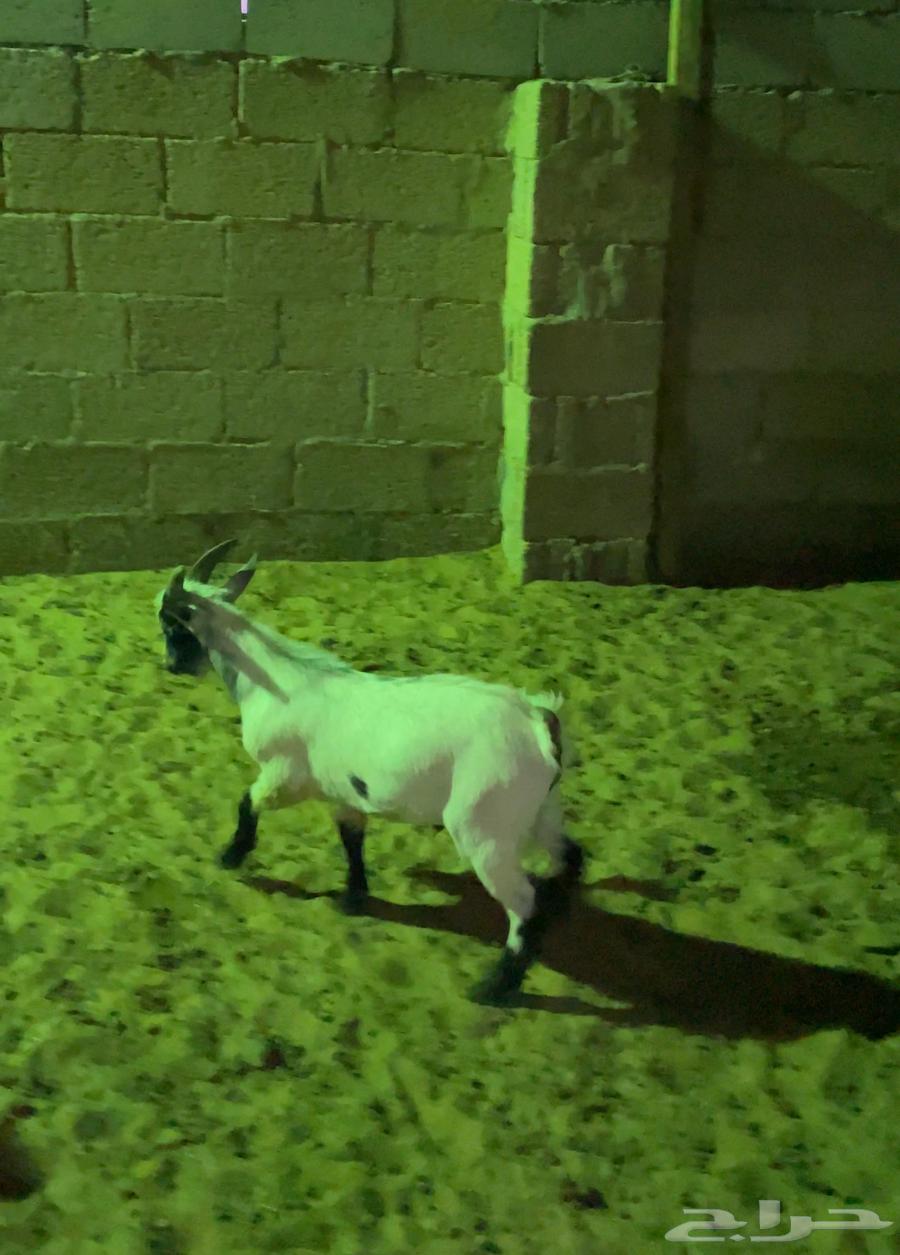 تيس قزمي ذبيحة ( تم البيع )64518690502018110