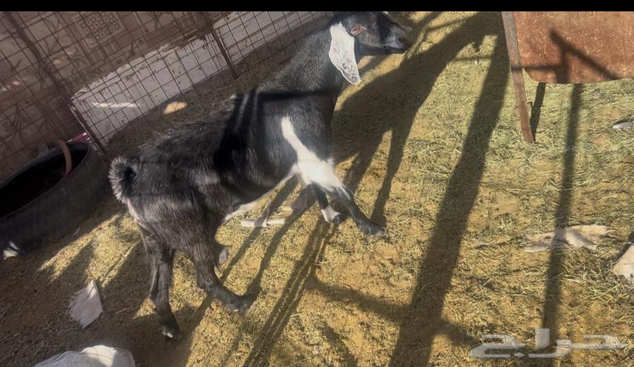 للبيع عنز حايل سمين وطيبه64512566707203110