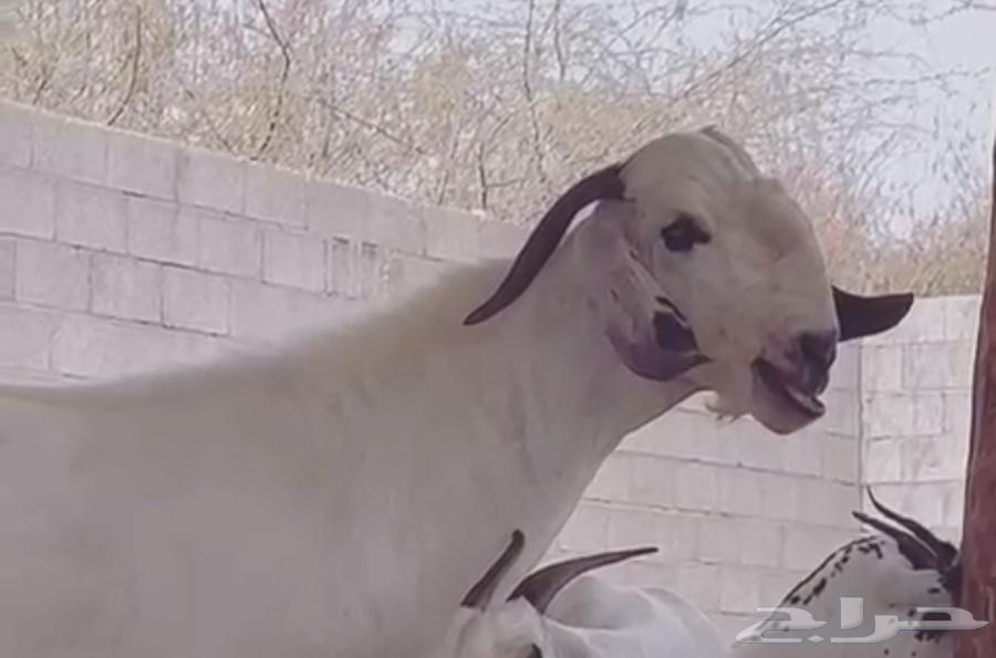 Projects of a kind64514362326145113