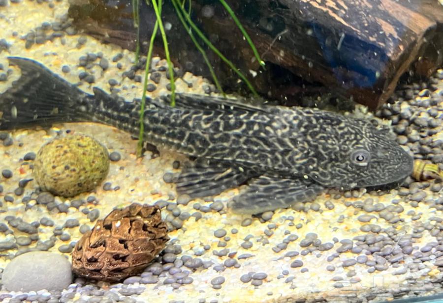 Assorted River Fish64511029435907113