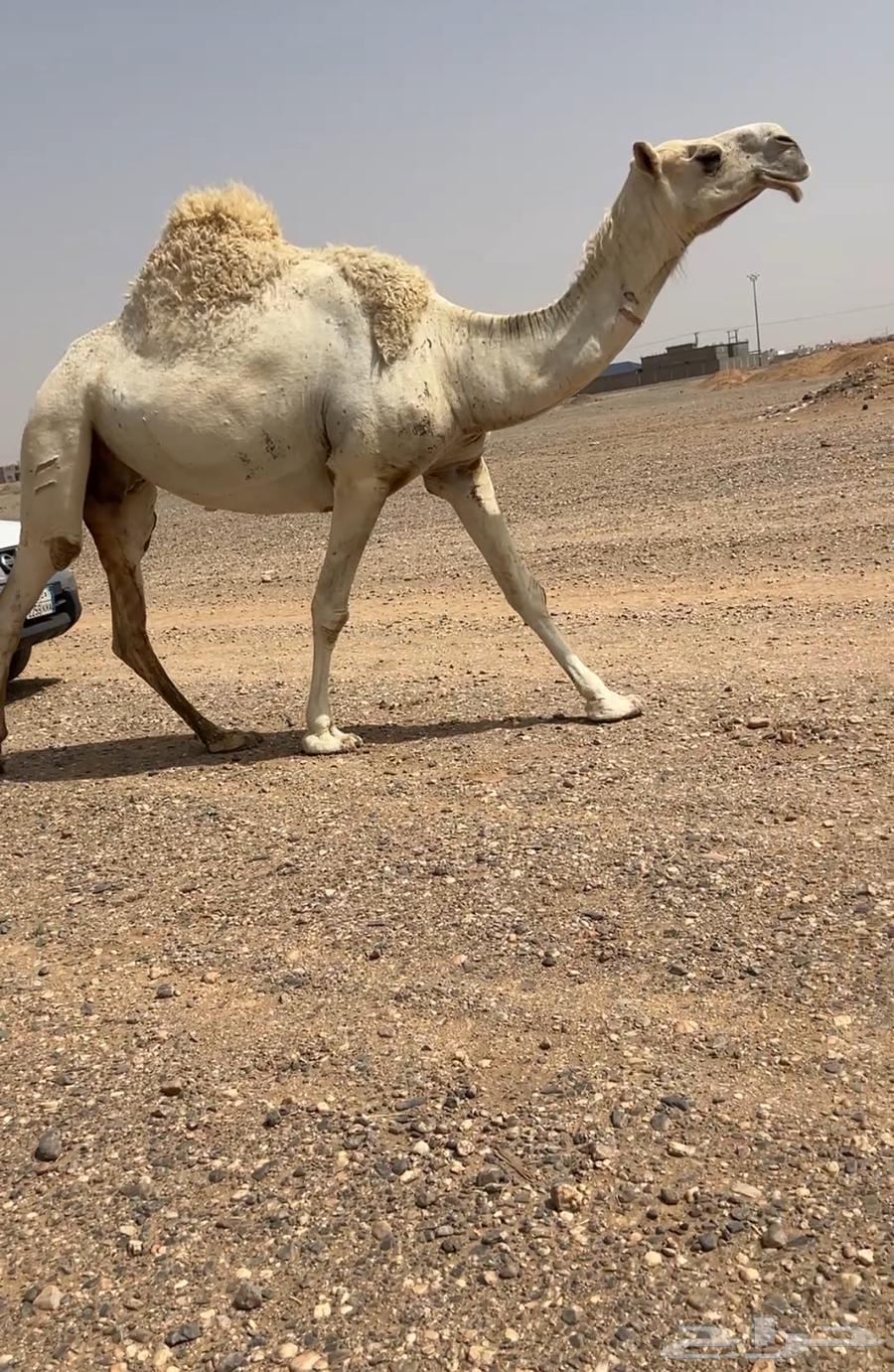 للبيع لقحه وضحى كفو64517062531714110