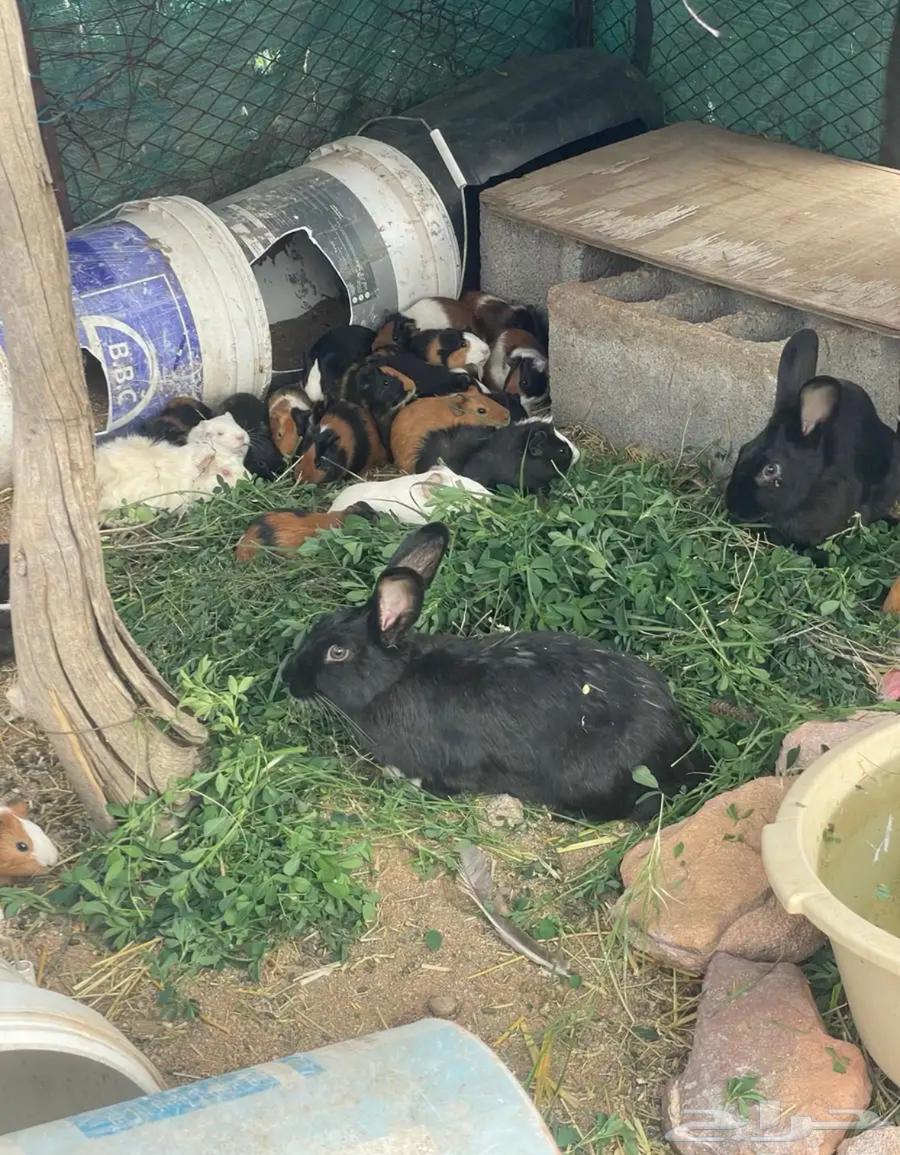 36وبر و زوج أرانب دفع64516367915523110