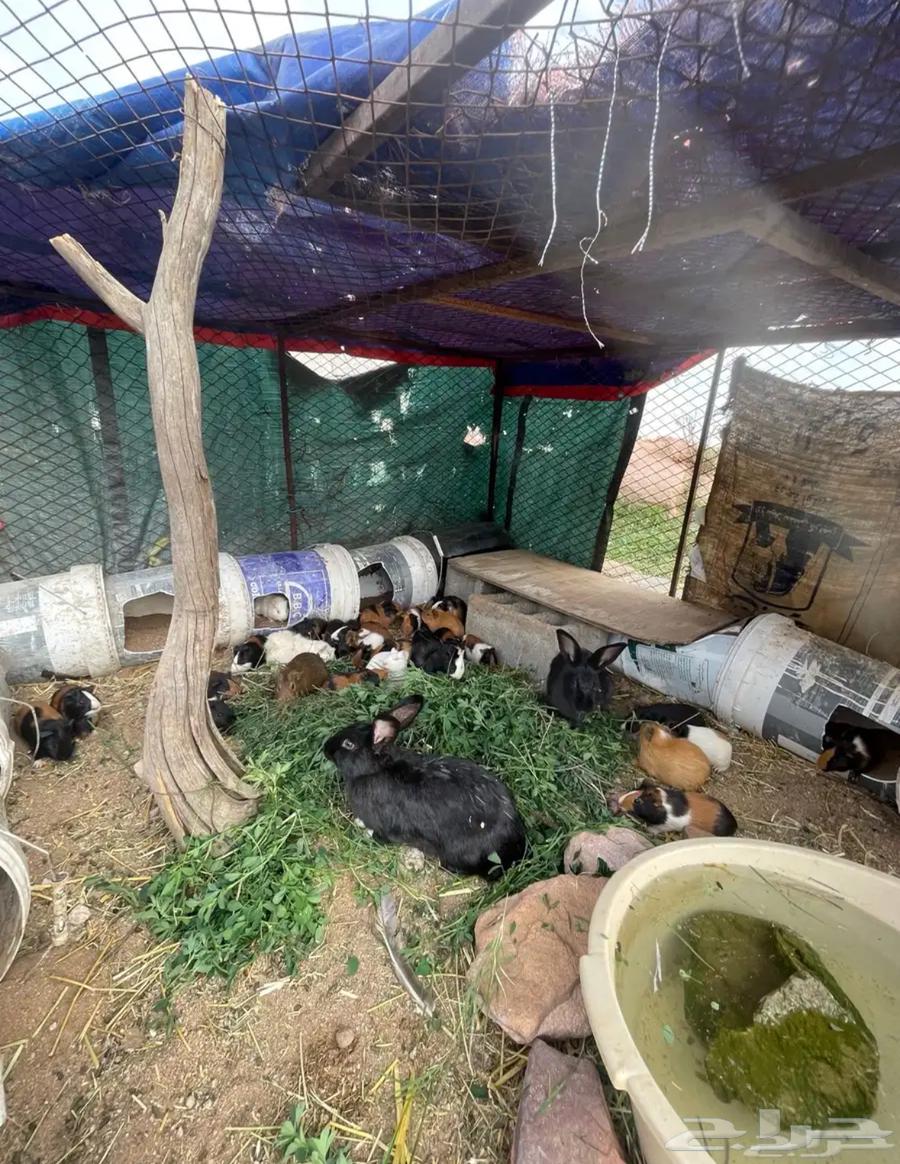 36وبر و زوج أرانب دفع64516367915523112