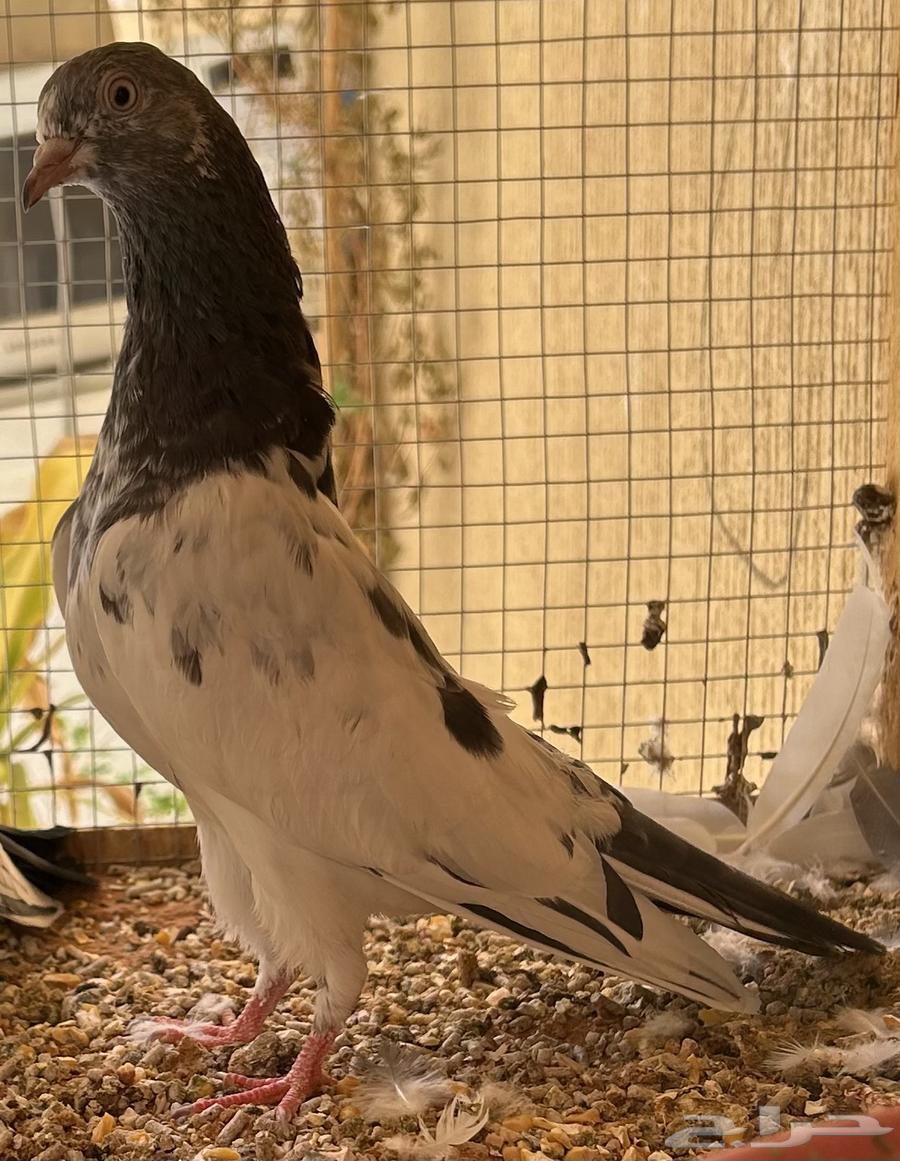 للبيع حمام بكستاني تيدي فواخر مستويات قويه64514169129730110