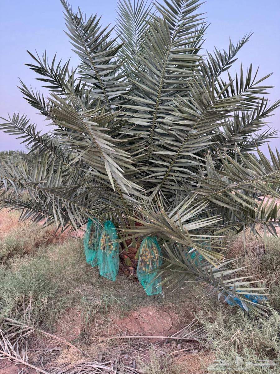 نخل للبيع64515947635843110