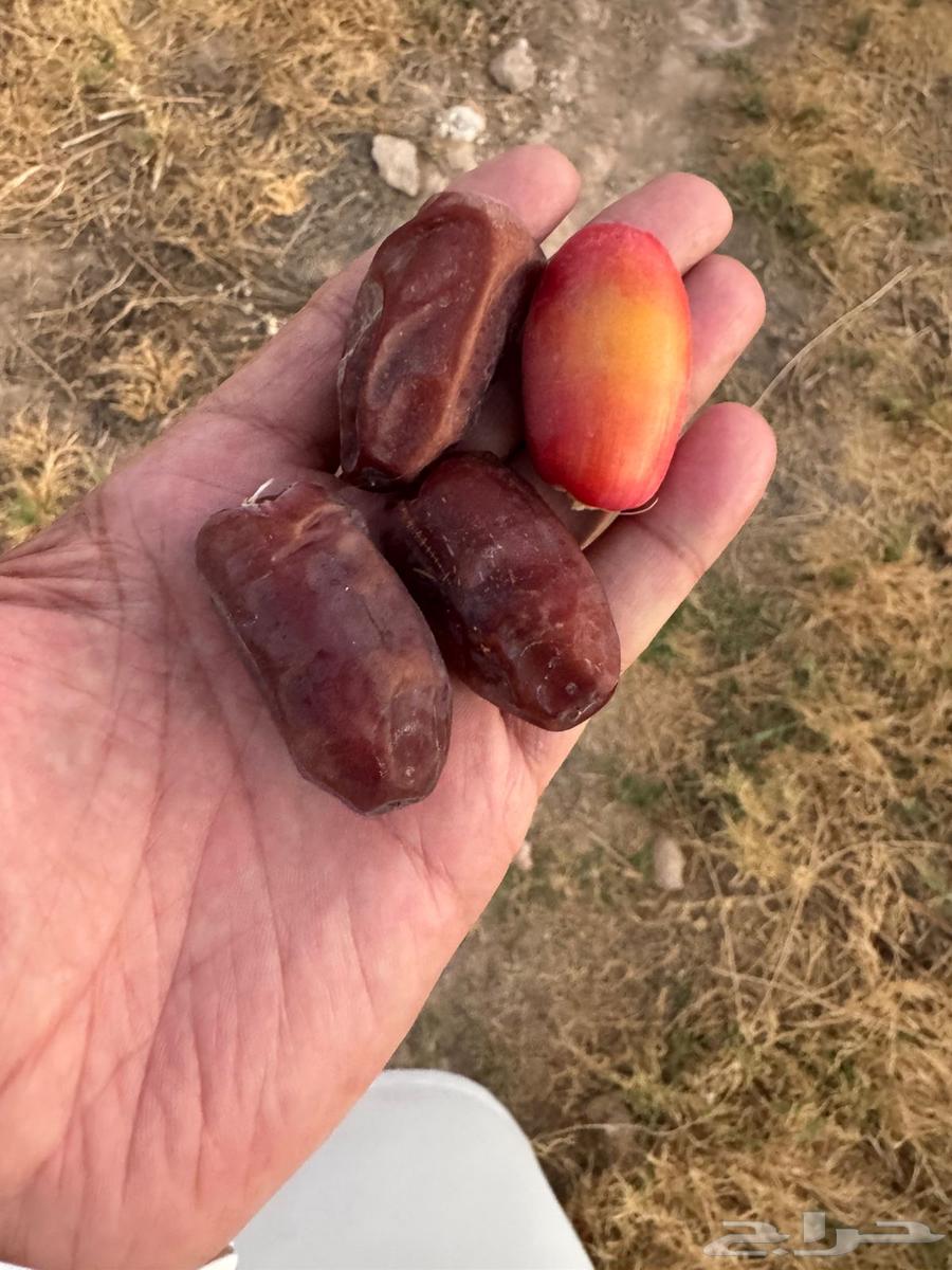 نخل للبيع64515947635843112