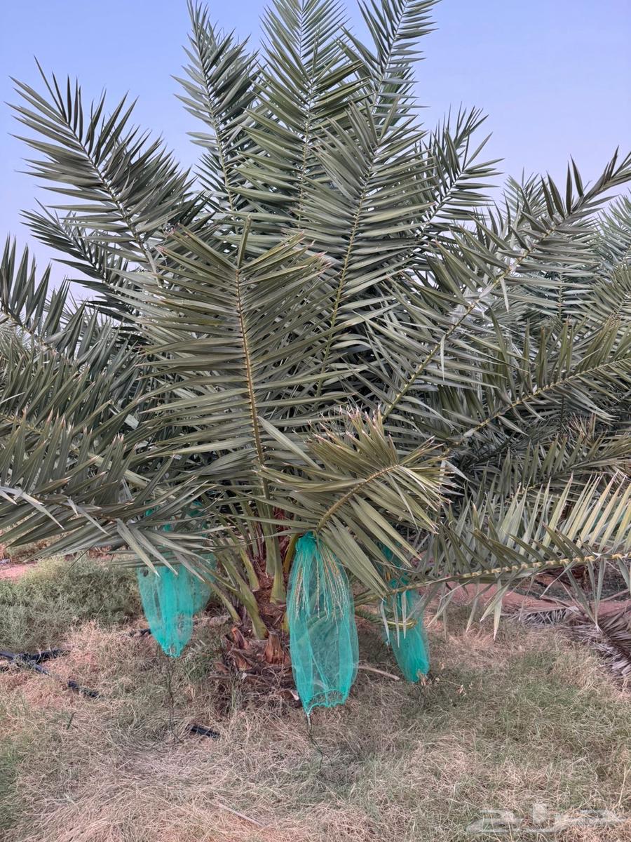 نخل للبيع64515947635843111