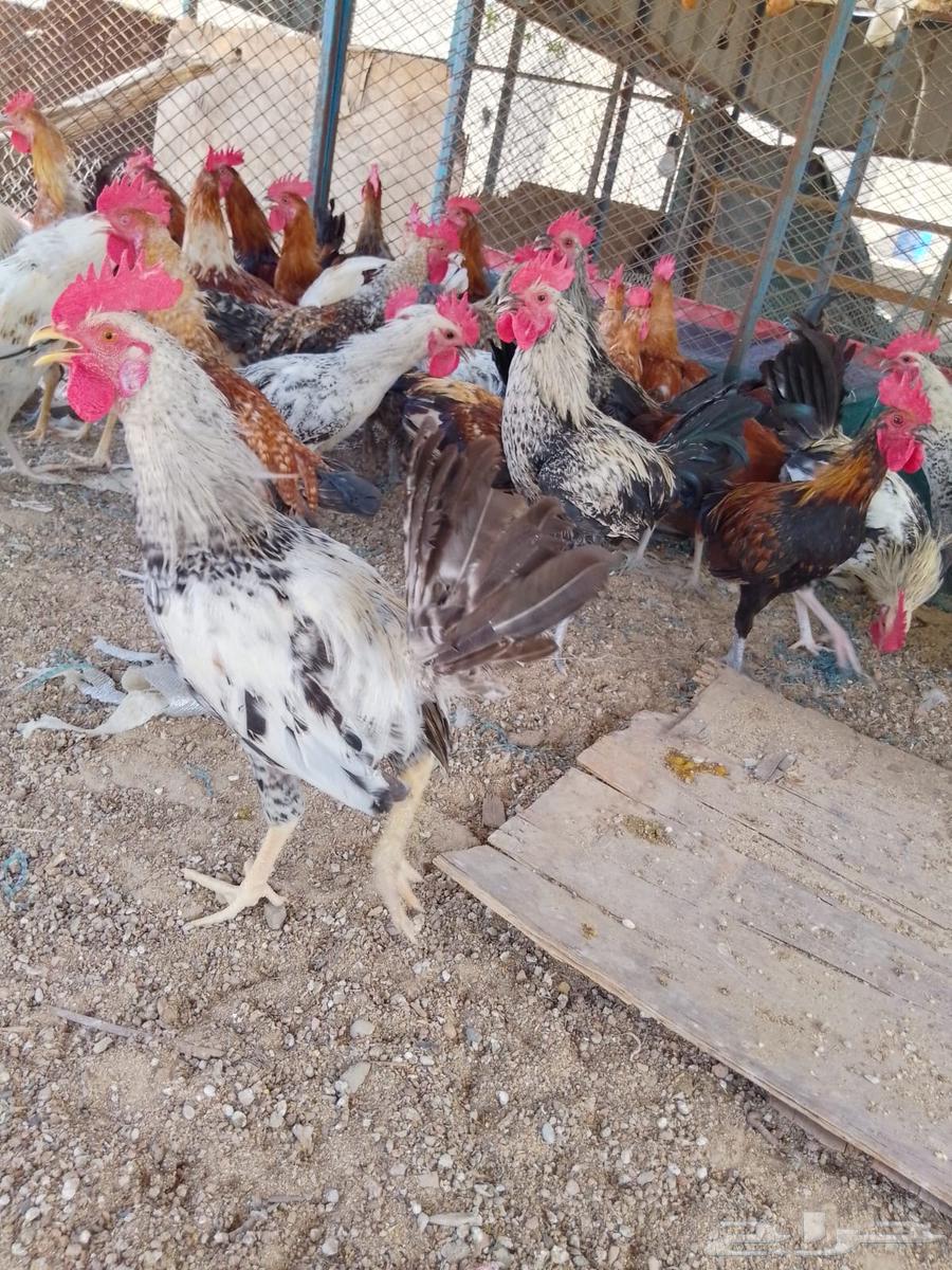 ديوك بلدي للبيع عمر 6 شهور العدد 8064516030777859113