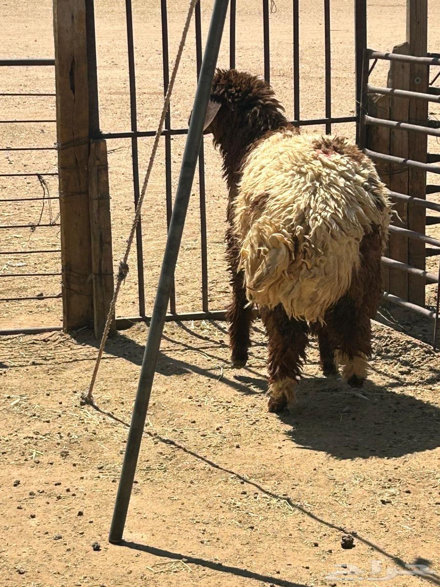 رخل بريه ذبح الان موجوده بالملحمة64513479454593111