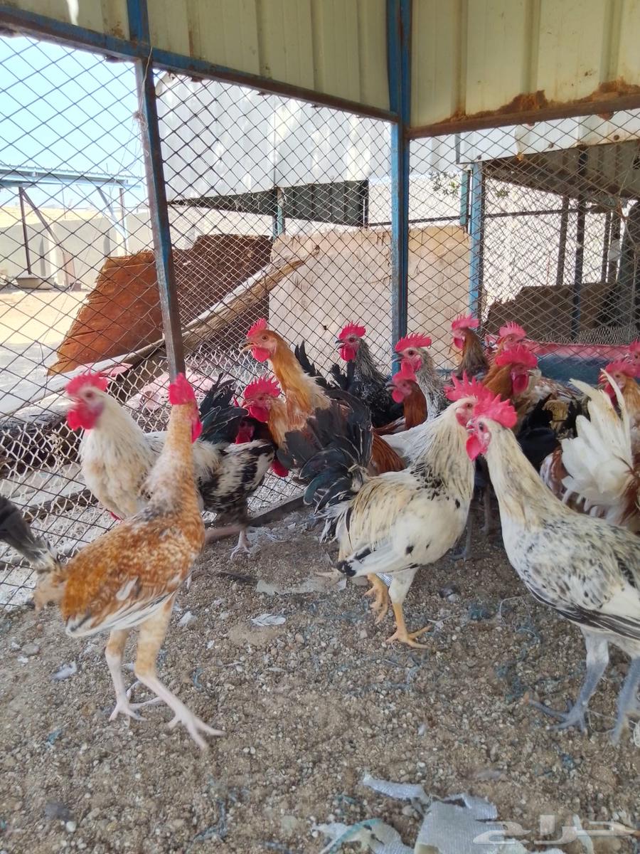 ديوك بلدي للبيع عمر 6 شهور العدد 8064516030777859114