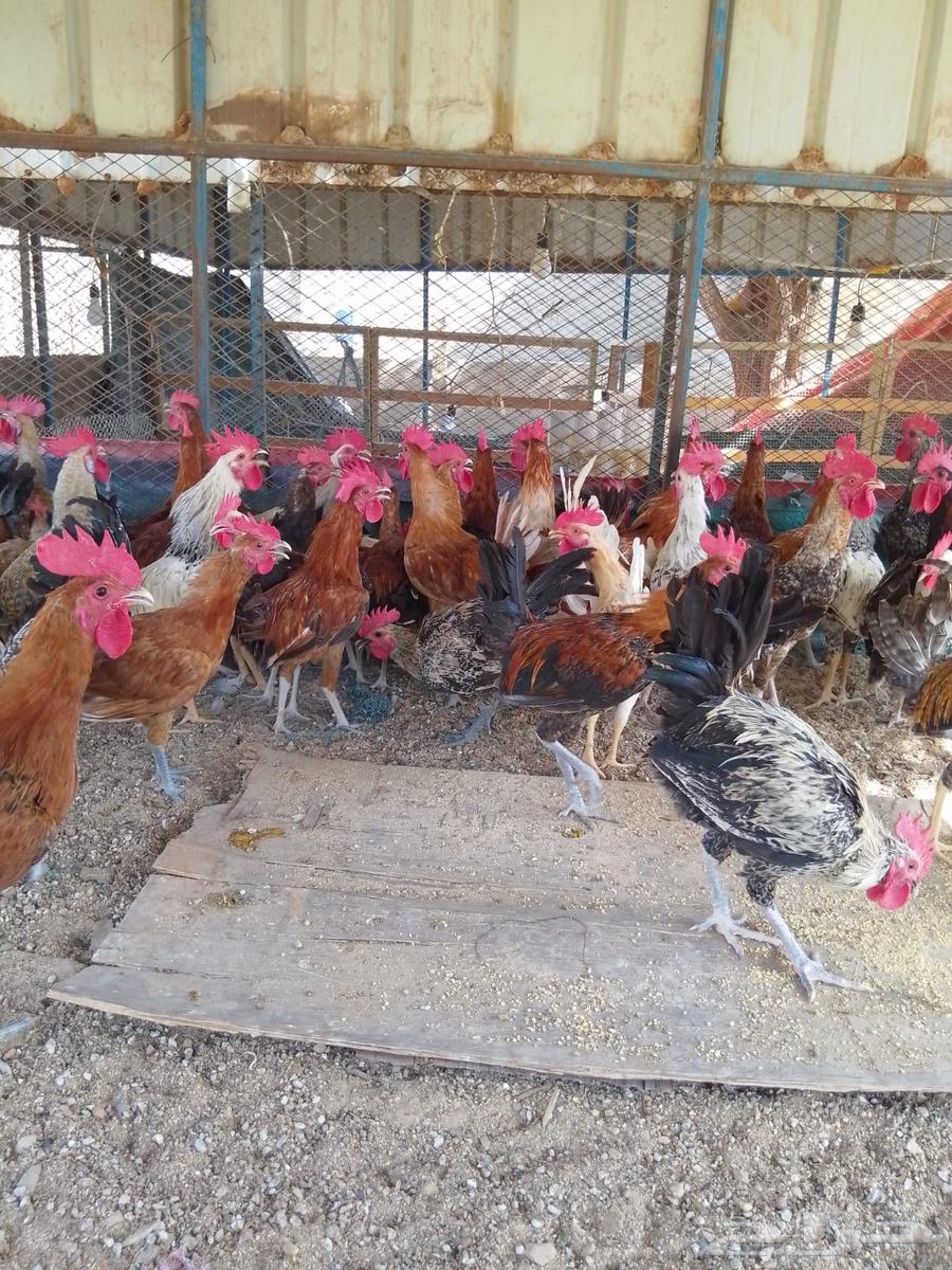 ديوك بلدي للبيع عمر 6 شهور العدد 8064516030777859112