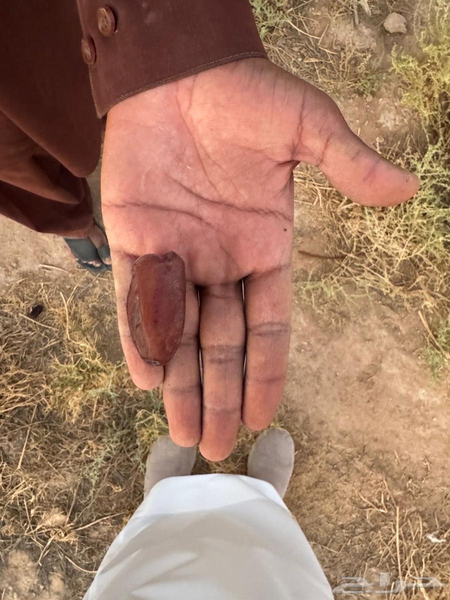 نخل للبيع64515947635843114