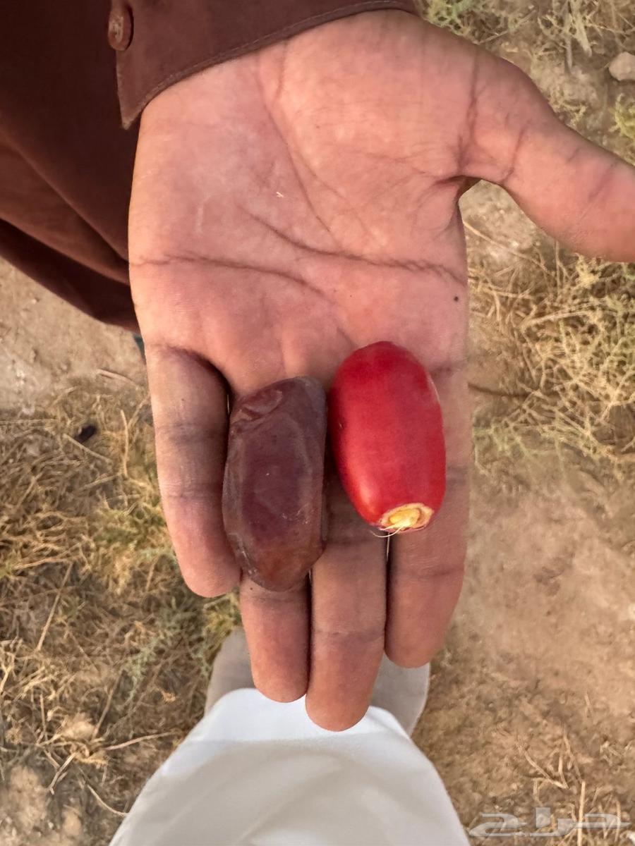 نخل للبيع64515947635843113