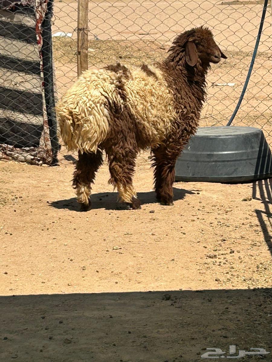 رخل بريه ذبح الان موجوده بالملحمة64513479454593110