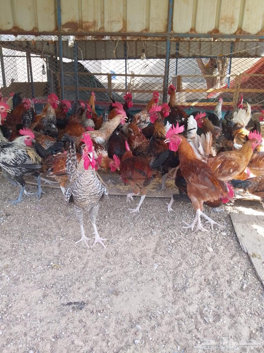 ديوك بلدي للبيع عمر 6 شهور العدد 8064516030777859110