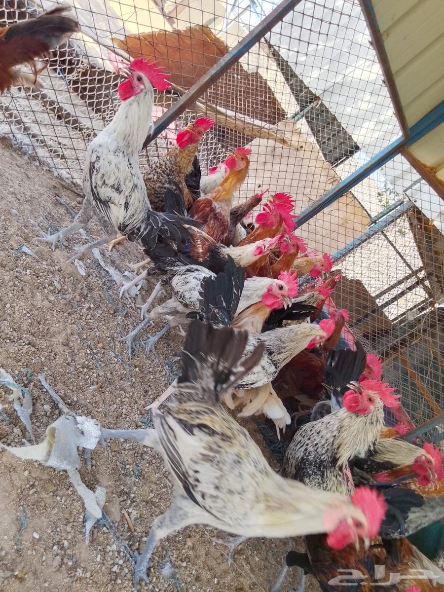 ديوك بلدي للبيع عمر 6 شهور العدد 8064516030777859111