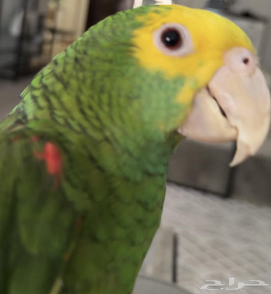 ببغاء دبل يلو هيد64504846558721114