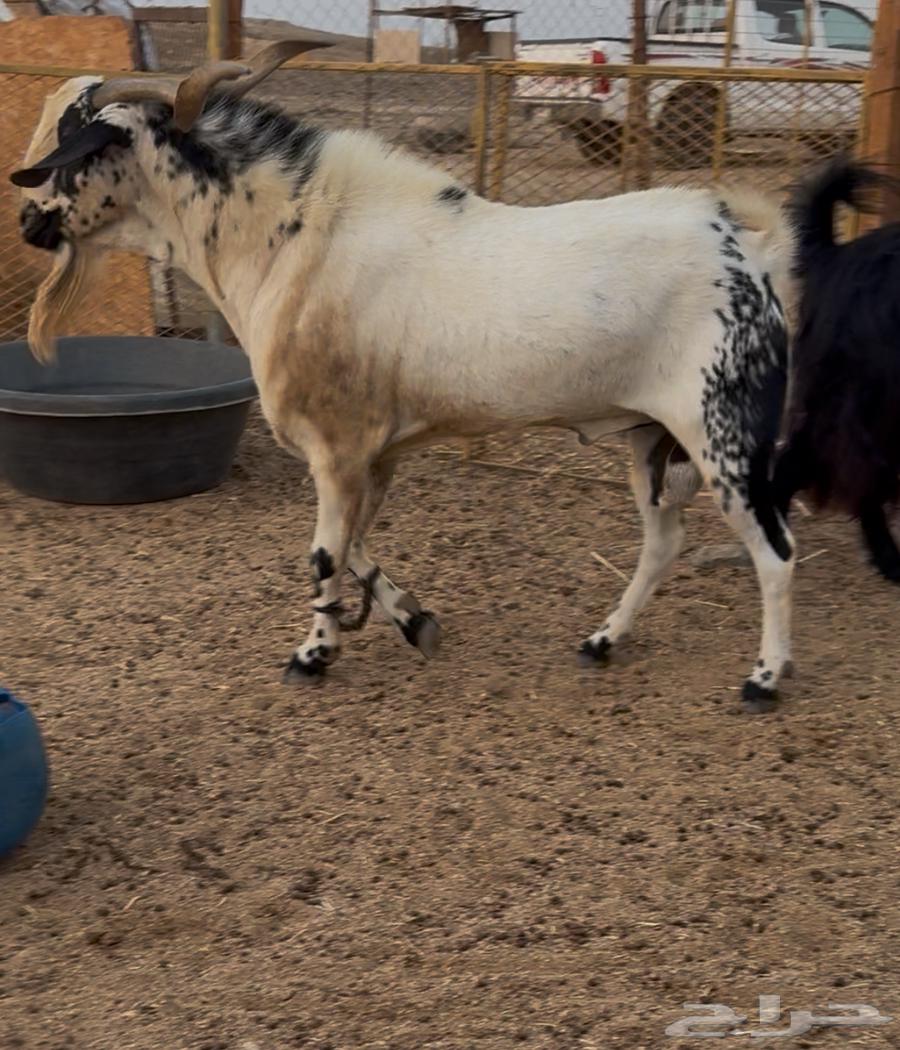 تيس فحل بيشي مشروط من كل العذاريب. تم البيع64517733185411113