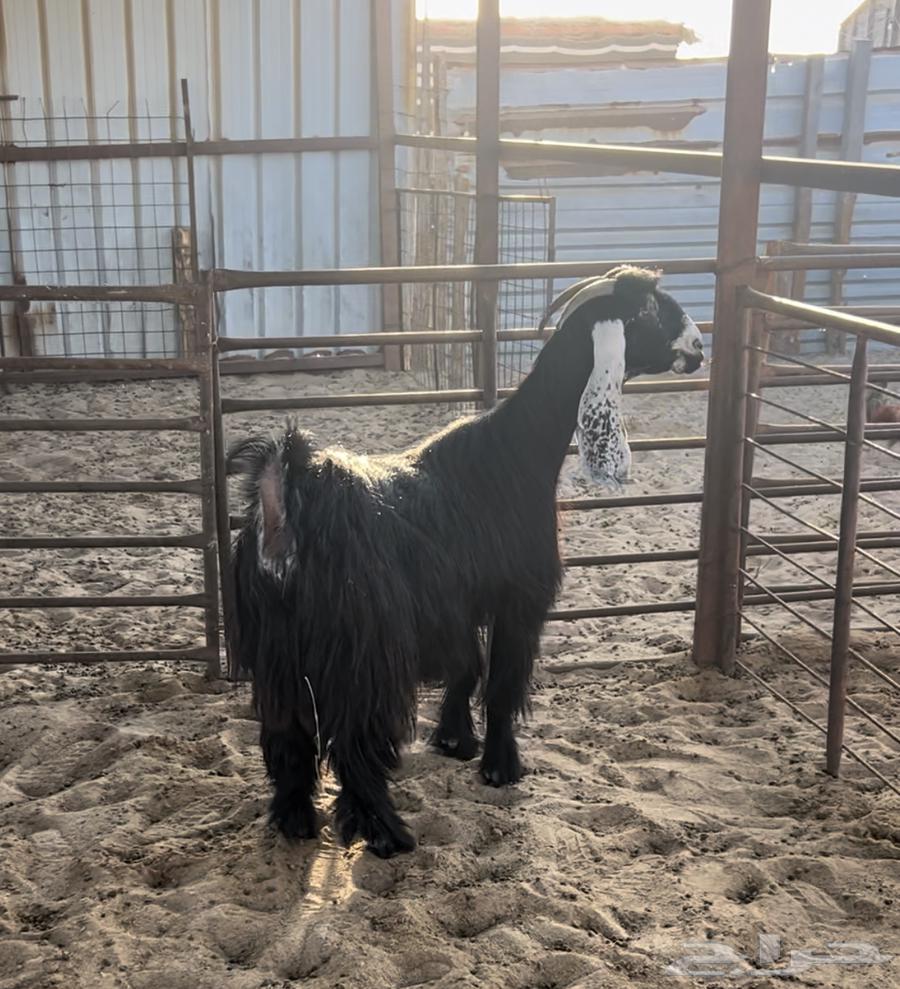 للبيع عنزين عوارض خصصم .. تم البيع64511926430978112