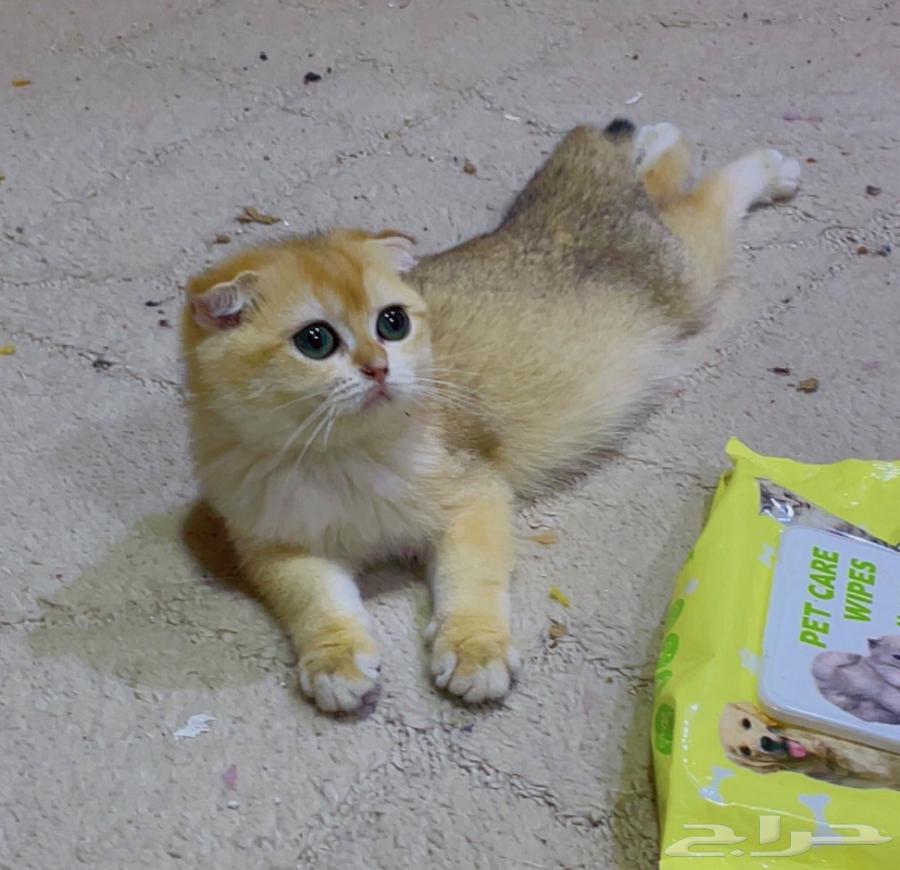 للبيع انثى سكوتش دبل فولد ny1264513424319875110