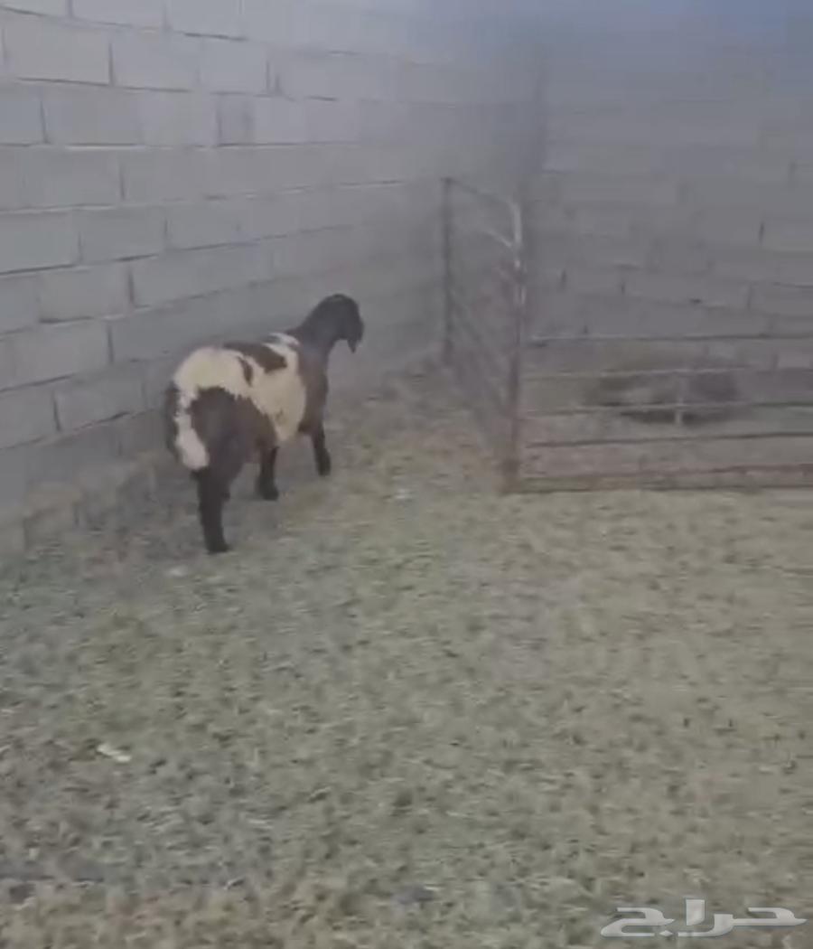 جذعه نعيم دعميه دعم غنم هرفي هرفيه طلي64512288141571111