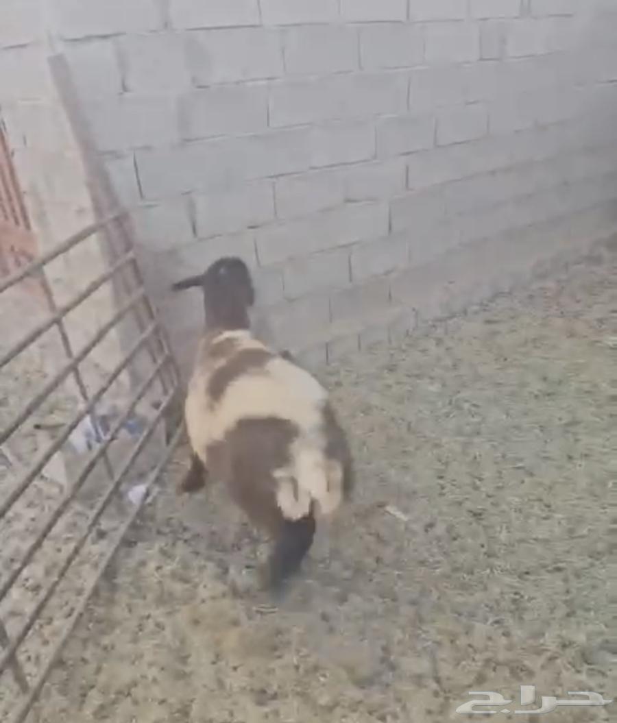 جذعه نعيم دعميه دعم غنم هرفي هرفيه طلي64512288141571110