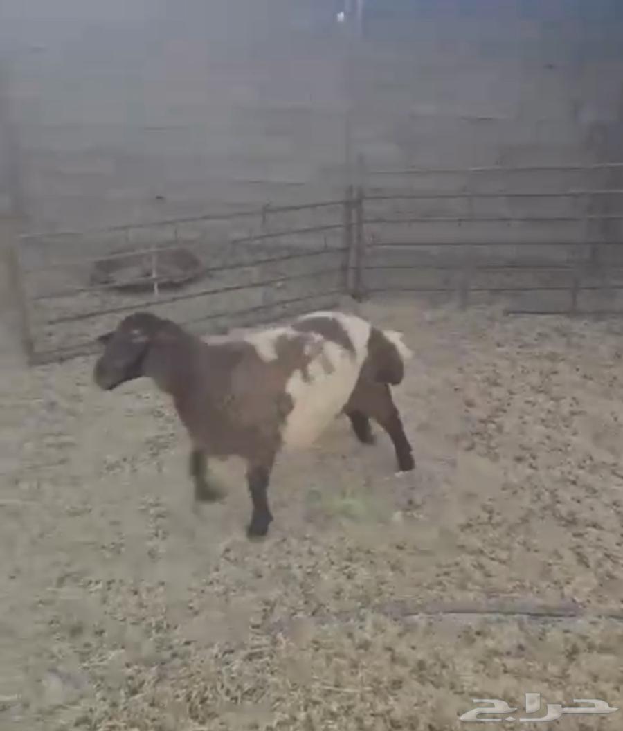 جذعه نعيم دعميه دعم غنم هرفي هرفيه طلي64512288141571112