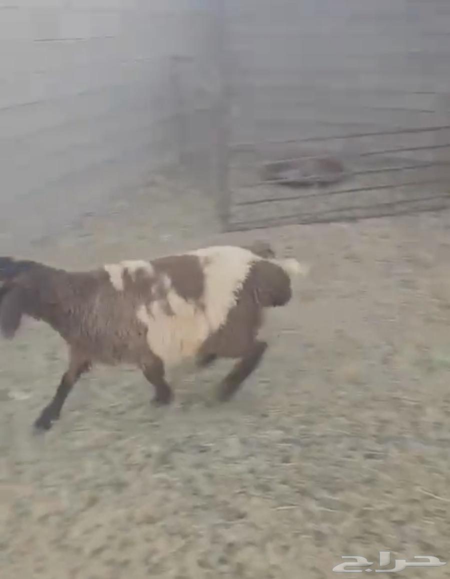 جذعه نعيم دعميه دعم غنم هرفي هرفيه طلي64512288141571113