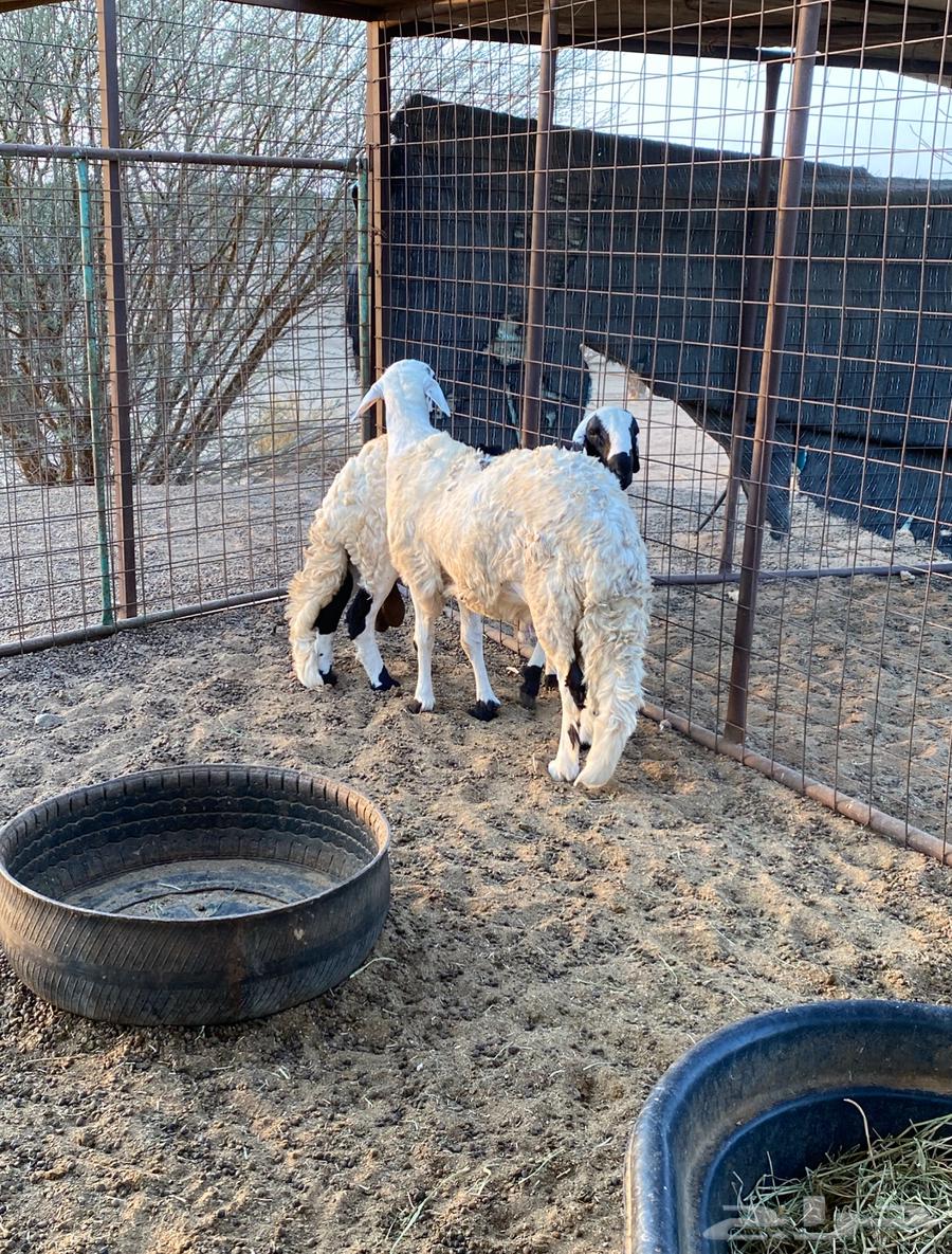 Sawakin Branches64515416879489112