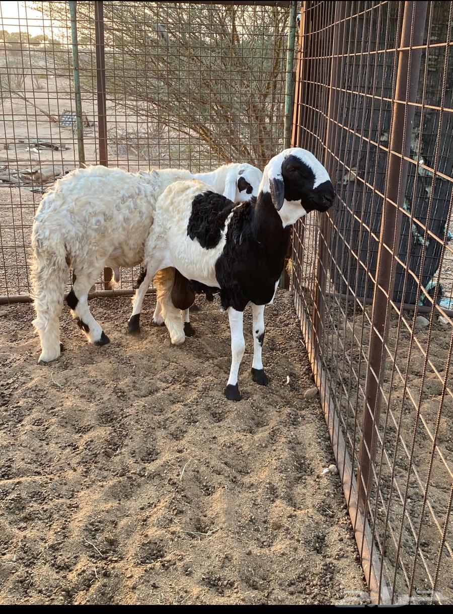 Sawakin Branches64515416879489111