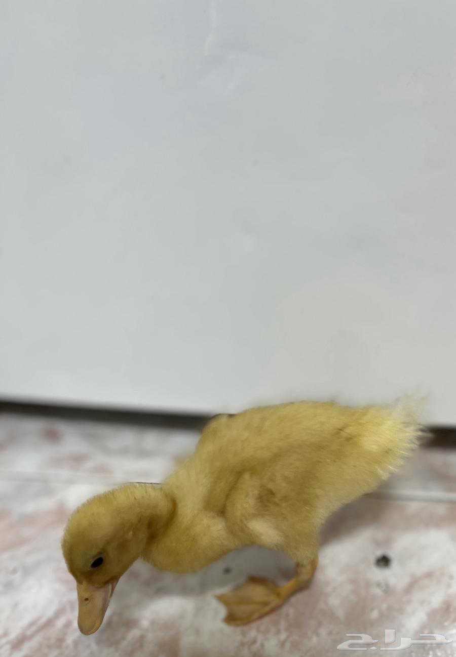 للبيع بط بكيني64512860196227113