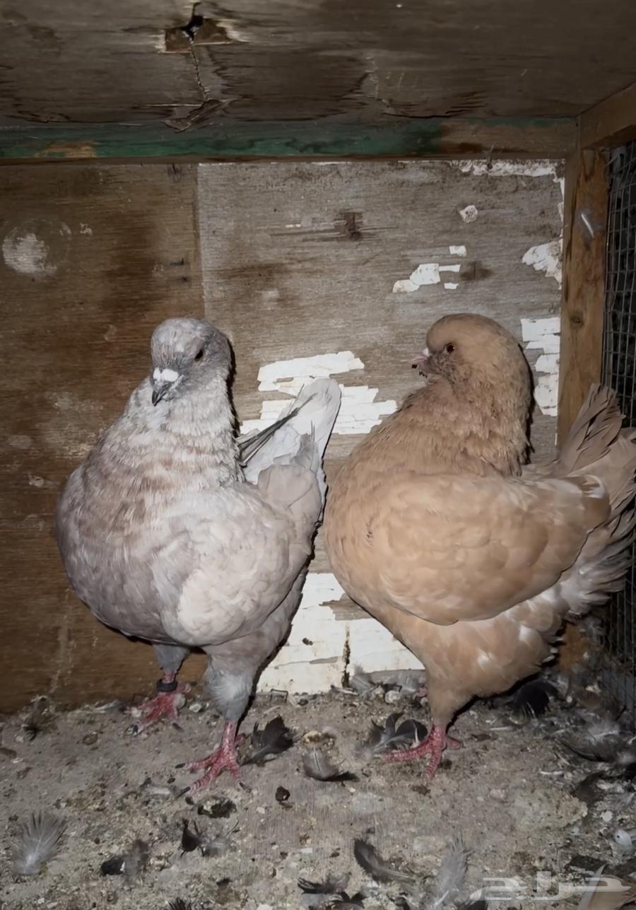 كنق ملكي مستوى توب64511464874369112