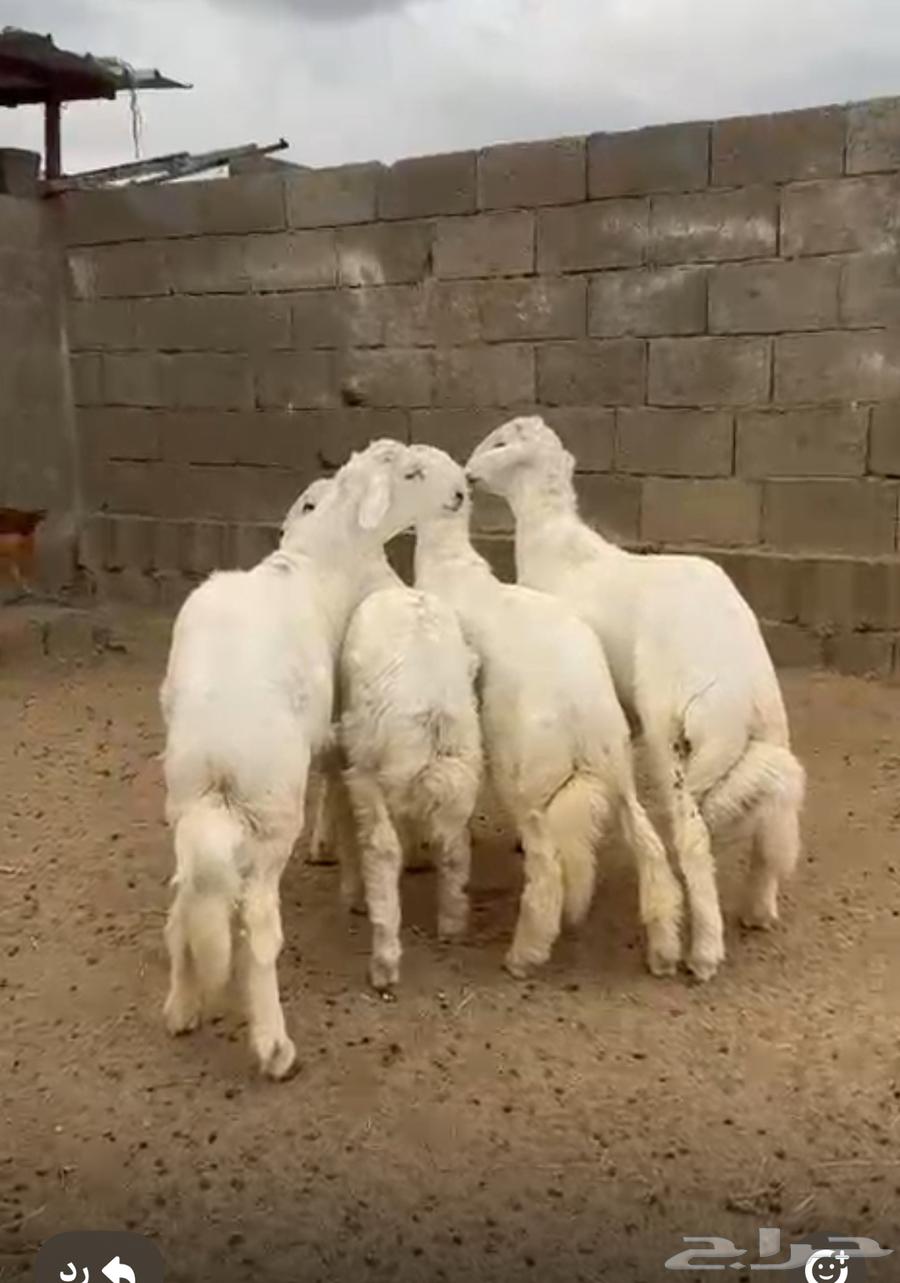 خرفان للبيع64516554103937112