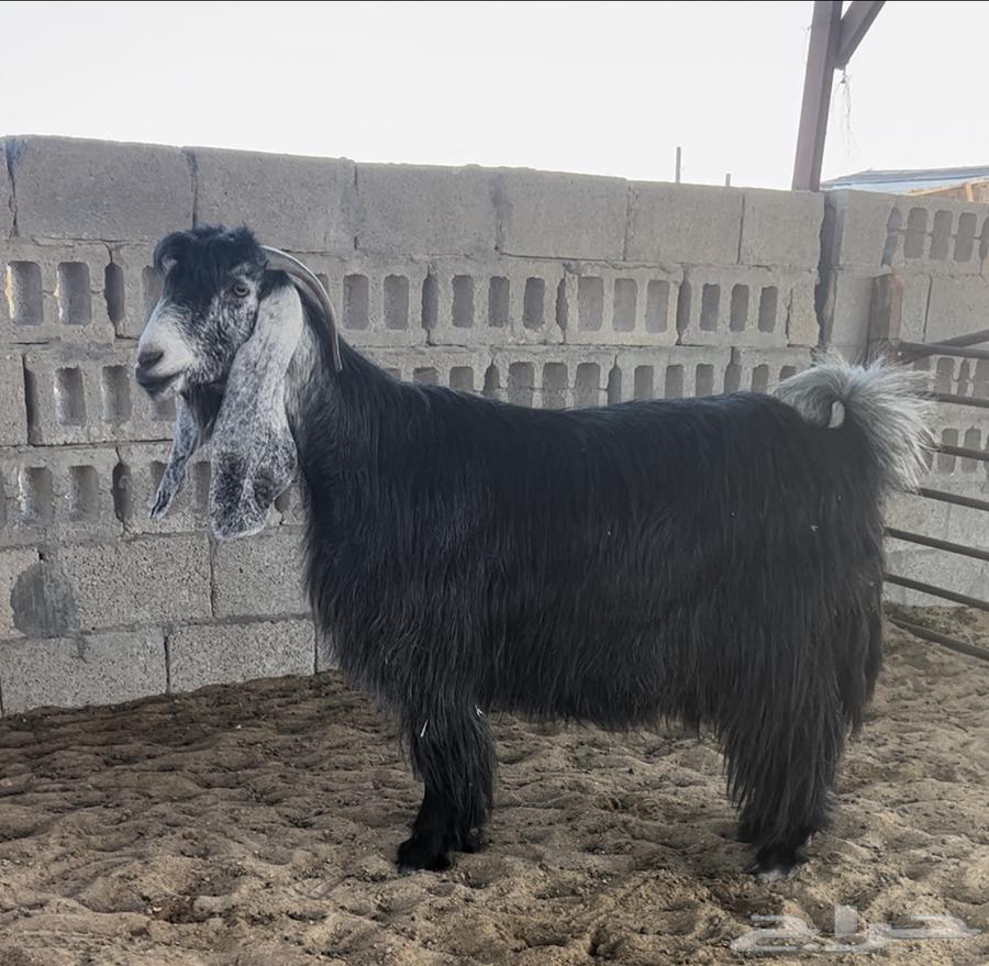 للبيع عنزين عوارض خصصم .. تم البيع64511926430978110